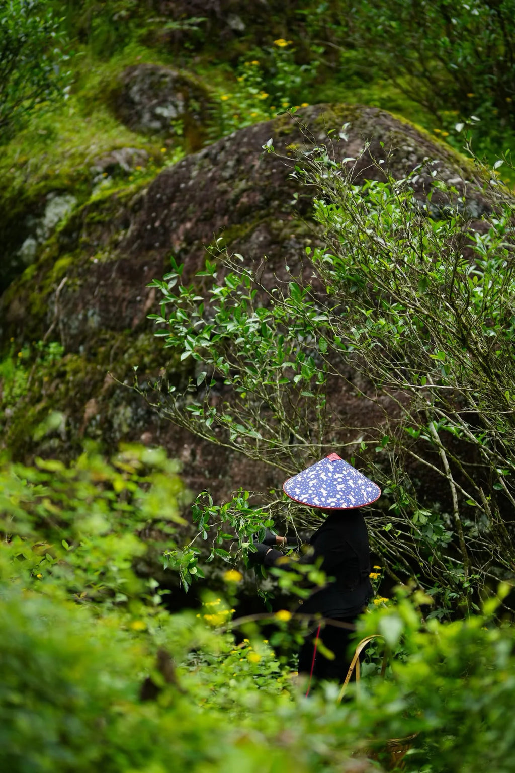 2025 Zhengyan Jin Mu Dan | Wuyi Rock Tea Oolong