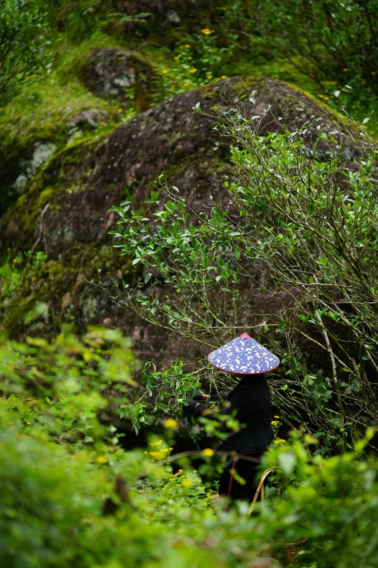 2025 Zhengyan Jin Mu Dan | Wuyi Rock Tea Oolong