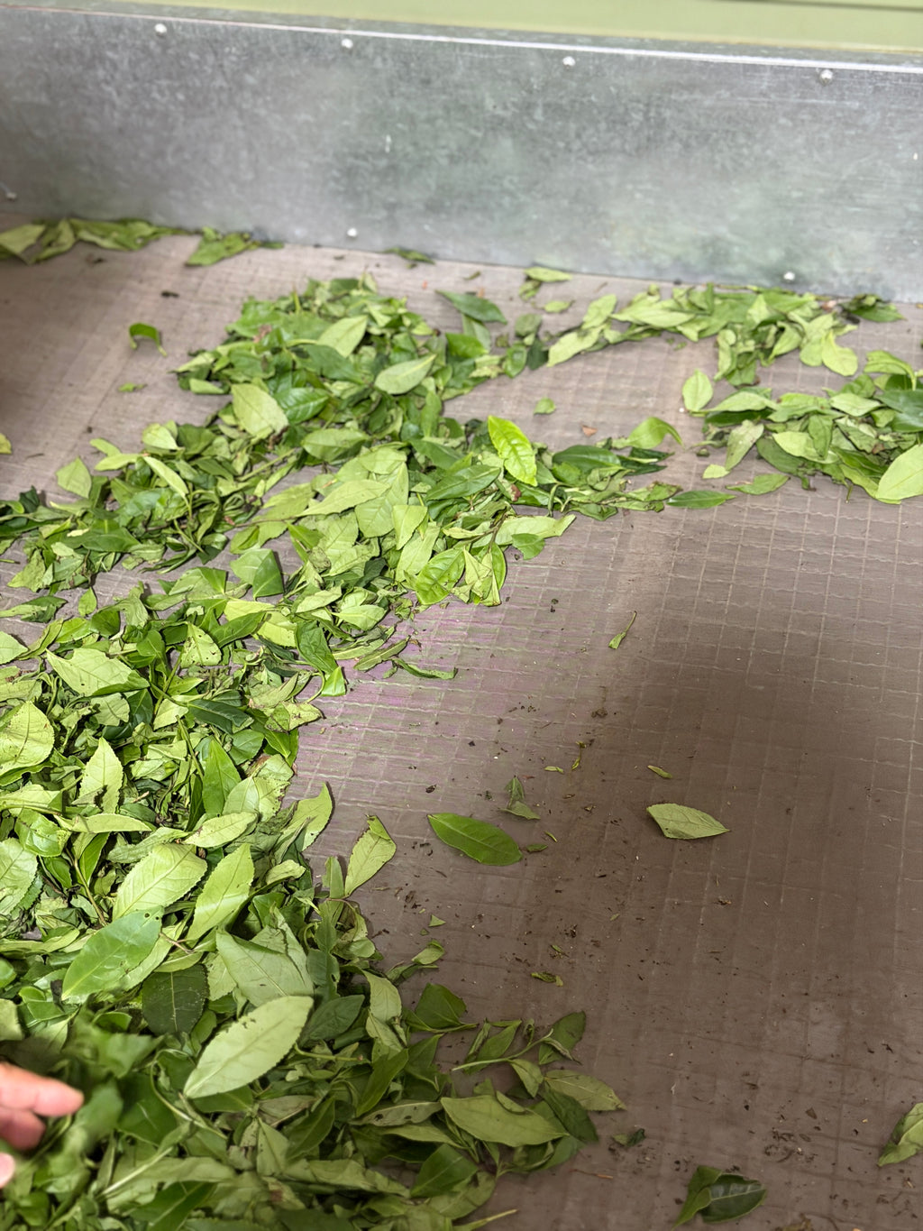 2026 Tongmuguan Wild Black Tea | Wuyi Mountain