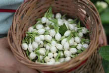 2026 Jasmine Silver Needle | Fuzhou Green Tea