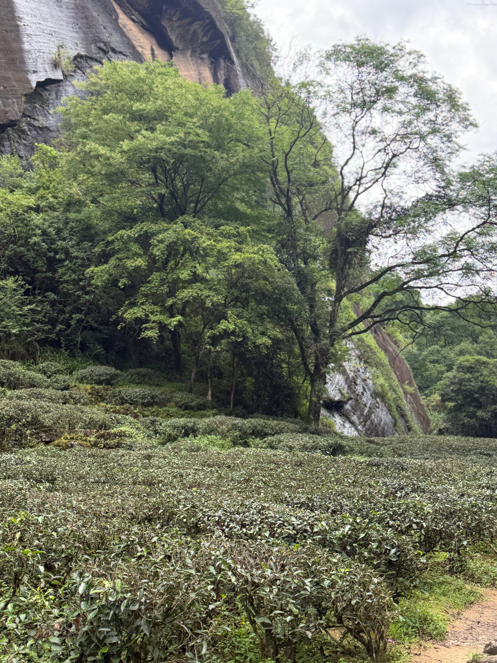 2023 Shanhe Da Hong Pao | Wuyi Rock Tea Oolong