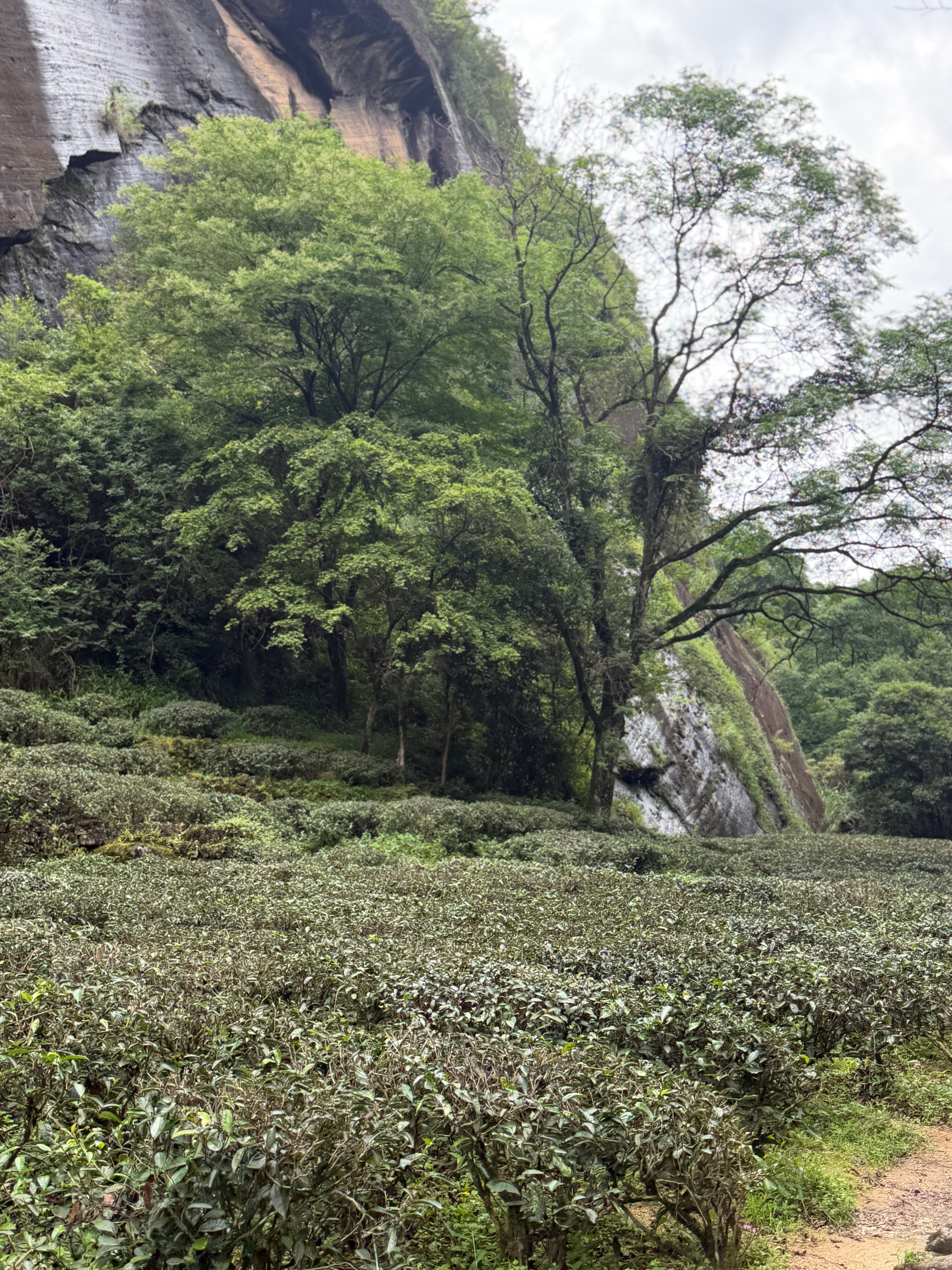 2023 Shanhe Da Hong Pao | Wuyi Rock Tea Oolong