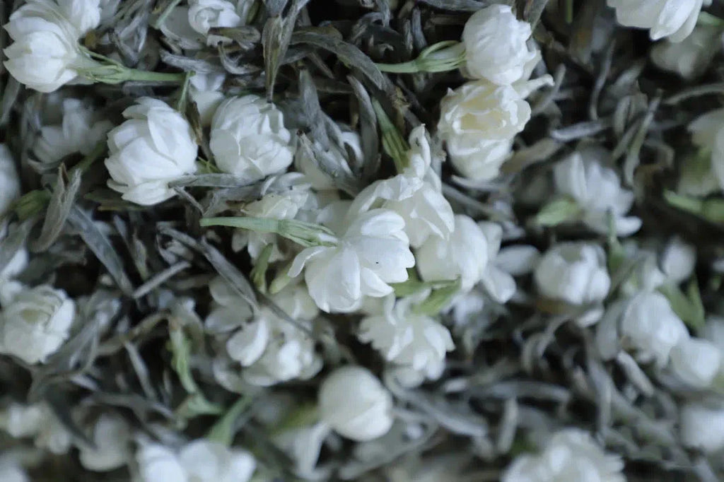 2026 Jasmine Silver Needle | Fuzhou Green Tea