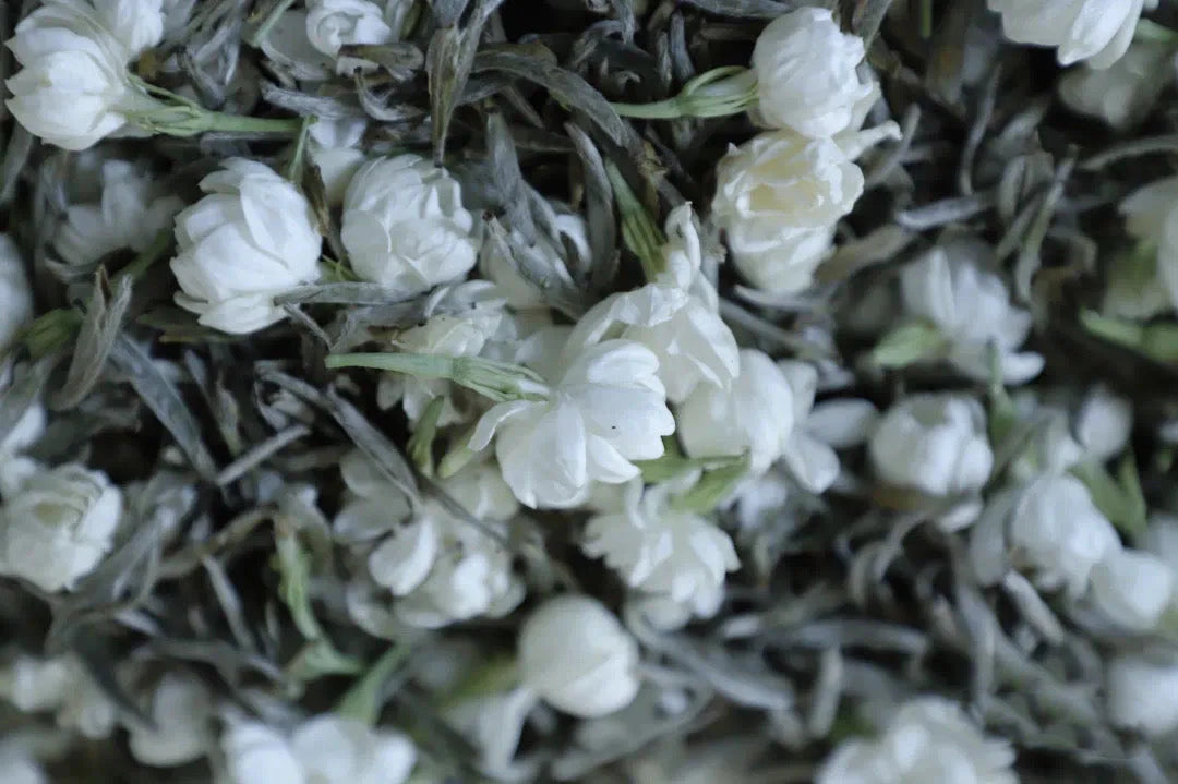 2026 Jasmine Silver Needle | Fuzhou Green Tea