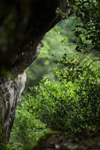 2025 Zhengyan Jin Mu Dan | Wuyi Rock Tea Oolong