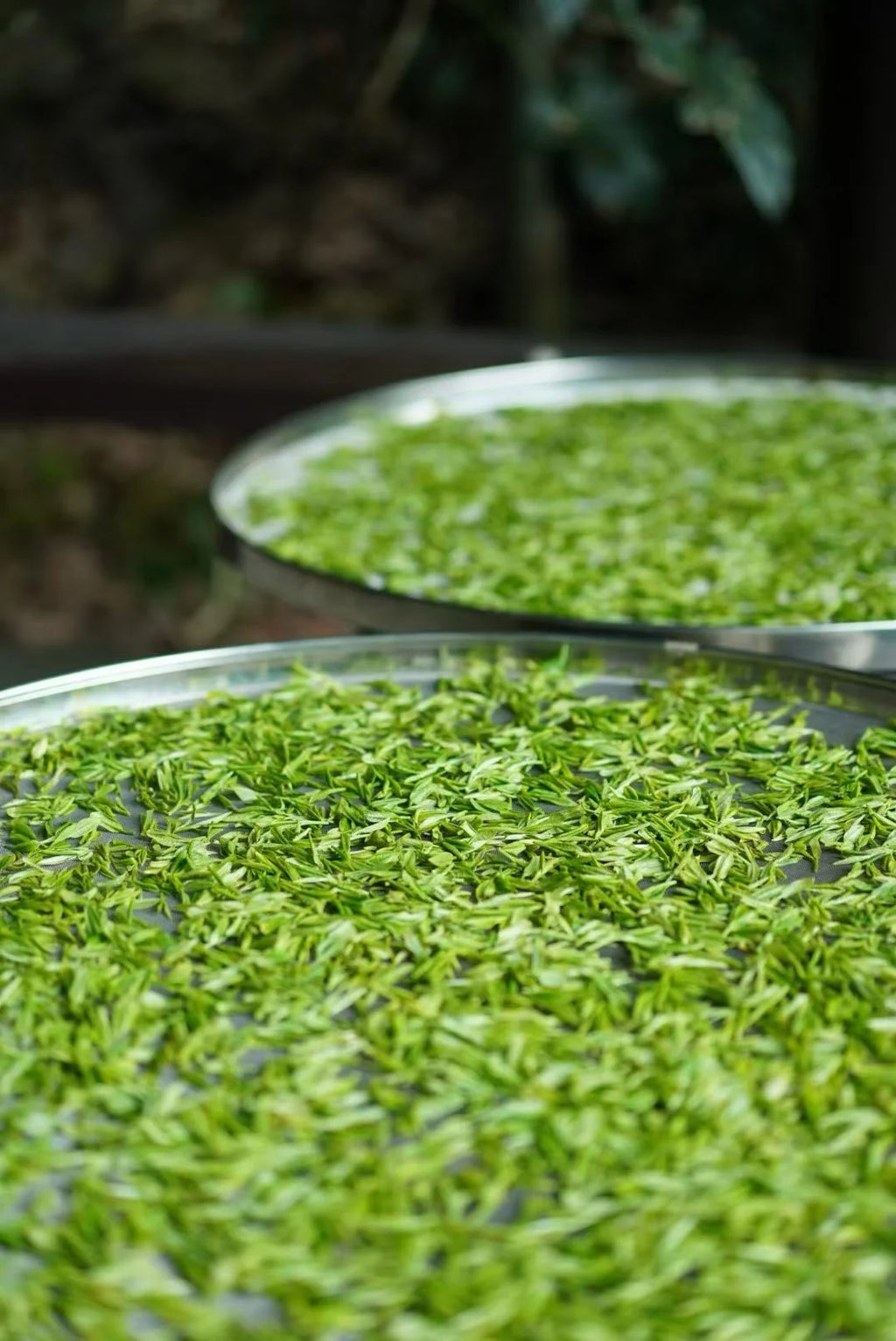 2026 Anji Bai Cha | Huzhou Zhejiang White Tea