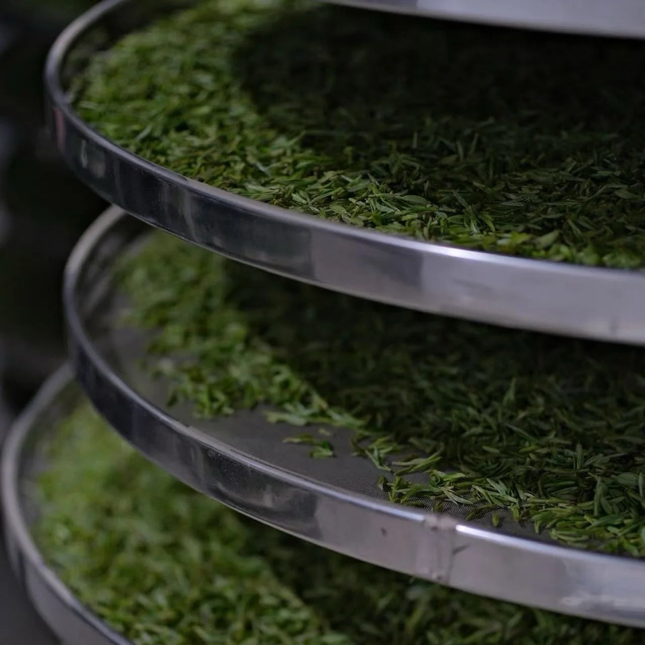 2026 Silver Needle | Tai Mu Mountain White Tea