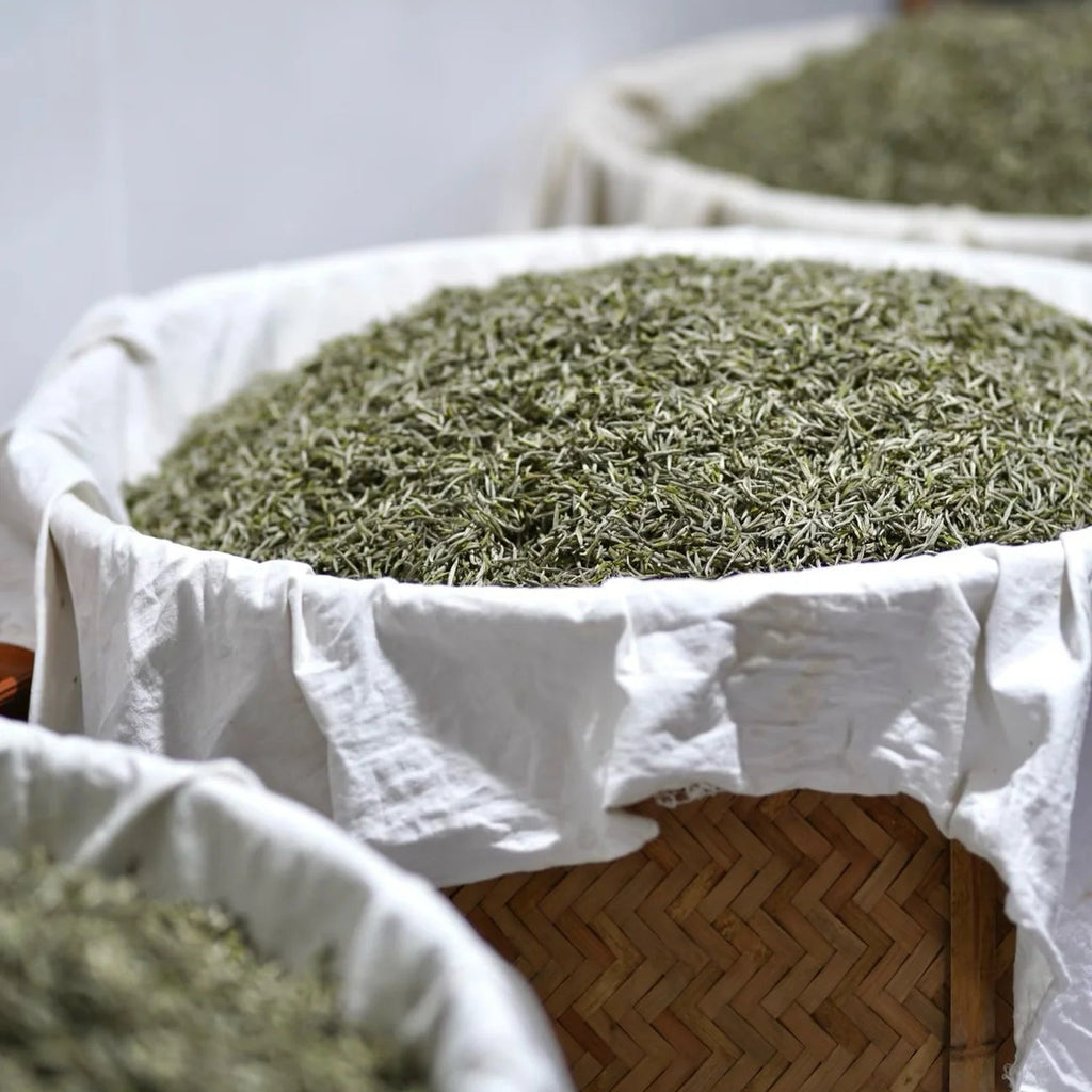 2026 Silver Needle | Tai Mu Mountain White Tea