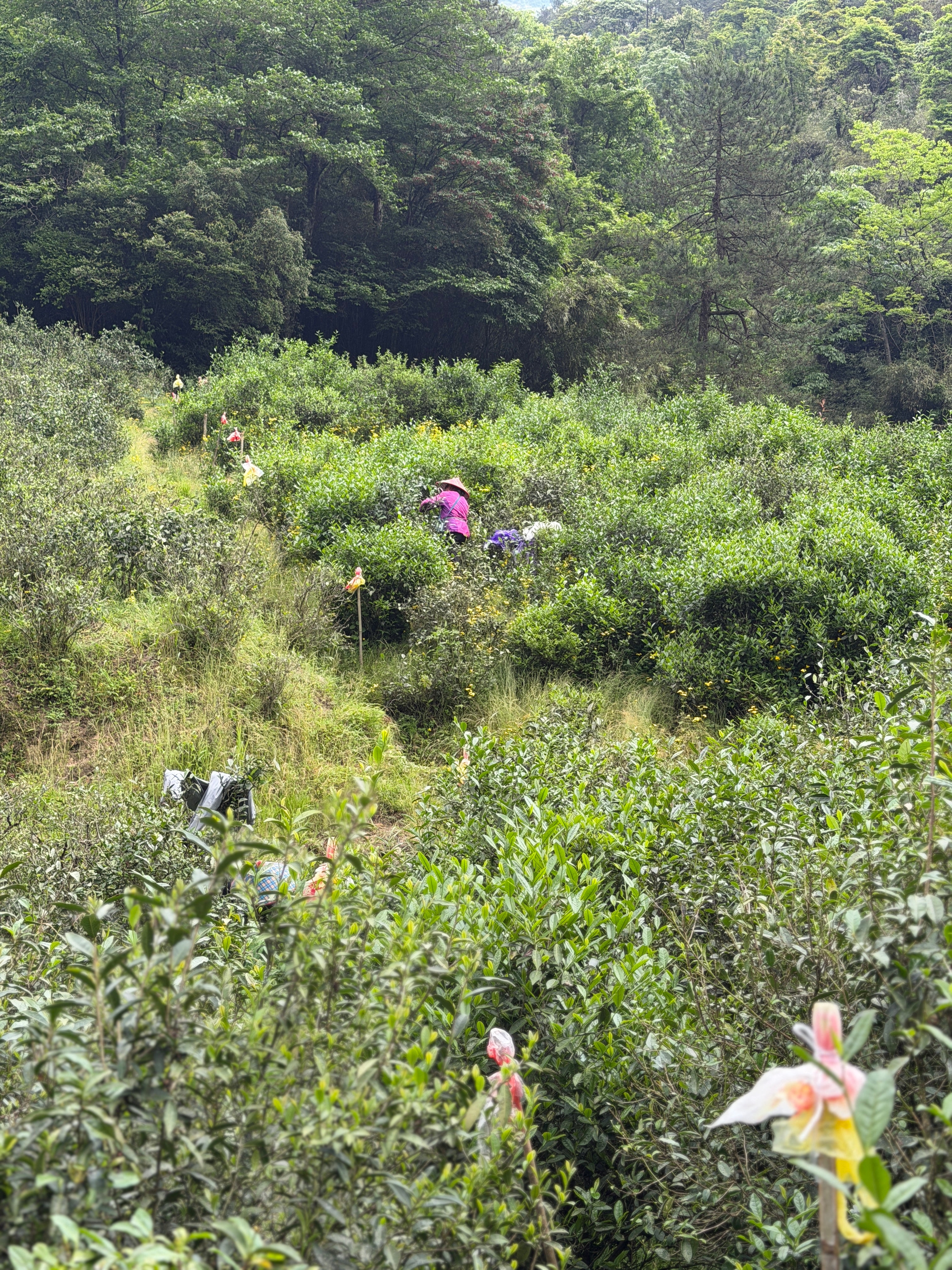 2026 Tongmuguan Wild Black Tea | Wuyi Mountain