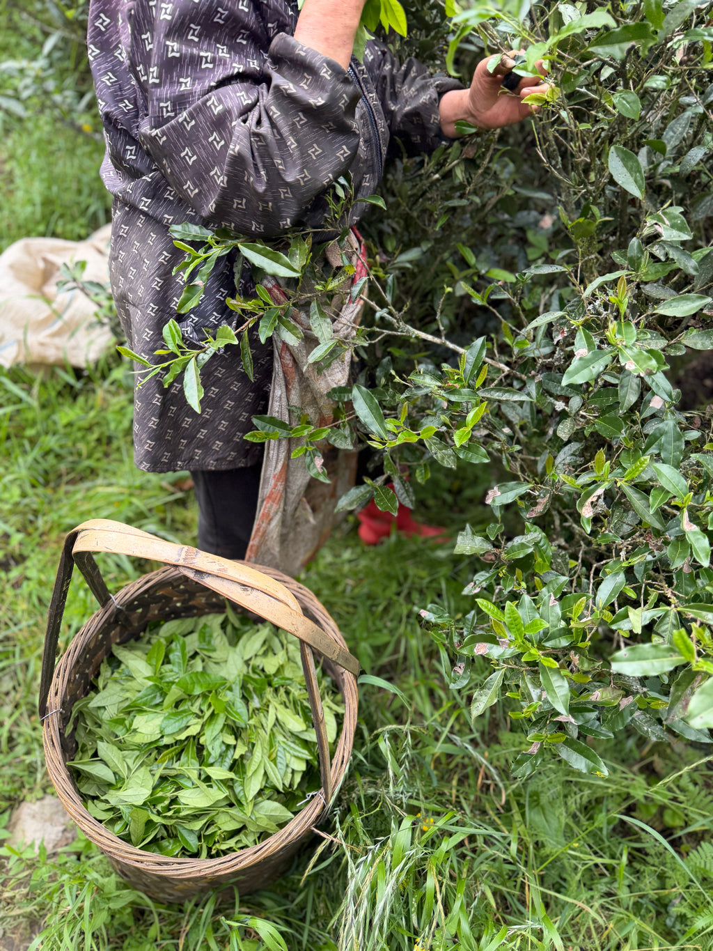 2026 Tongmuguan Wild Black Tea | Wuyi Mountain