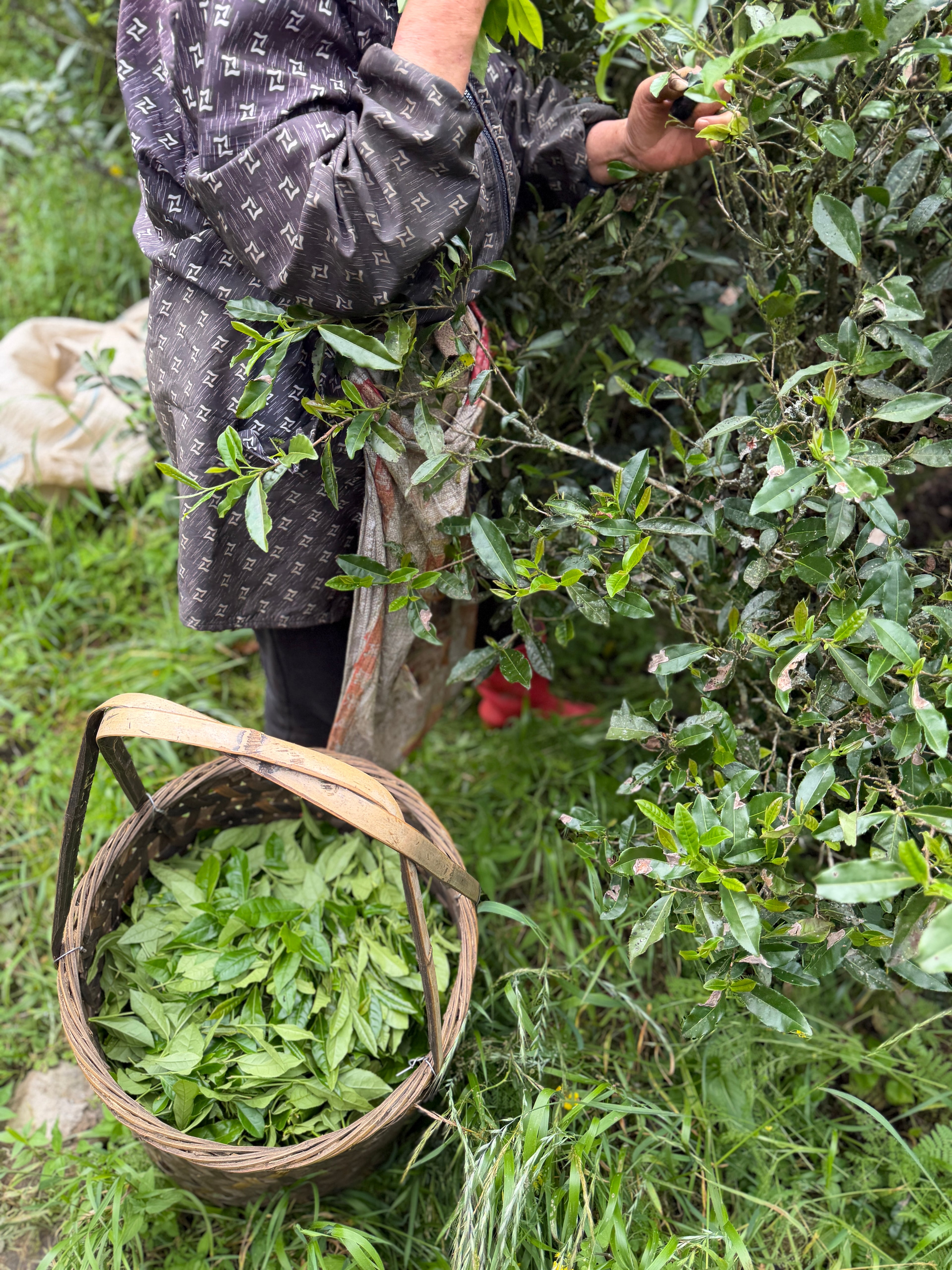 2026 Tongmuguan Wild Black Tea | Wuyi Mountain